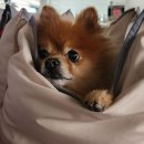 신장동물병원 이미지