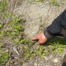 노고지리 이미지