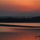 청남오리 이미지