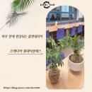 나만의 플랜테리어 | 하루 만에 완성되는 플랜테리어, 코케다마 원데이 클래스 후기