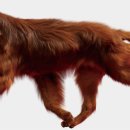 레드앤화이트독 네이버블로그