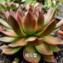레드펄