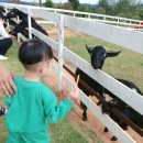 해동목장 이미지