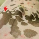 대구24시라이프동물의료센터 이미지