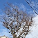 고목경로당 Daum카페