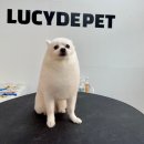 퍼니펫 애견 미용실 | 화도애견미용실 루시드펫 물개컷 후기