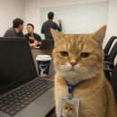 종로-신영-종로-영-204 | 다 군만두겠습니다