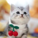 아담스펫 강아지분양 고양이분양 강남점 | 아담스펫 강아지분양 &amp; 고양이분양, 강남점에서의 특별한 경험