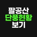 금당카써비스 | 팔공산 단풍 현황 실시간 상황 절정기 시기 확인 방법
