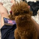 솜소밍 | 솜소밍 내돈내산