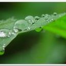 풀잎 위의 이슬 이미지