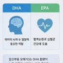 (주)청류종합중기 | 임산부 오메가3는 언제부터 먹어야 할까? 복용 시기부터 DHA 효능까지 총정리