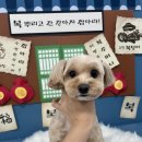 러비더비 | 안산 푸들 애견미용 스포팅컷 테디컷 깔끔한 가위컷 전문 후기(러비더비)