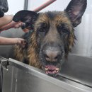 올(ALL) 마트 | [일산/탄현동]대형견 전문미용실 목욕 올도그그루밍