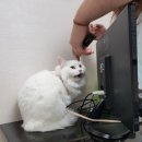 초이종합동물병원 이미지