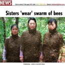벌떼 이미지