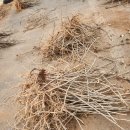 나무 206 이미지