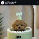 쿠킹독