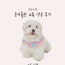 하울링 | 꼬똥 시벅 분리불안, 짖음 하울링 교육 성공 후기