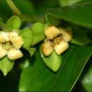 감꽃향기 이미지