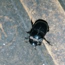 쇠똥구리 마을 | 그 가을 일생일대의 만남: 소똥구리와의 조우를 되새기다.