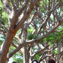 의병제주보존회 이미지