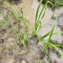 창포농장 이미지