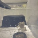 햄스터 분양 햄스터월드 이미지