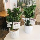 59,000원 보석 금전수 돈나무 개업 개원 승진 영전 전시회 축하 화분배달 ＜서울 경기 인천 무료배송＞ 이미지