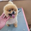 애견매니저 이미지