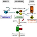 프로스타짐 이미지