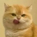 미감