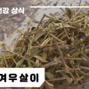 겨우살이차 효능 겨우살이주 담금주 이미지