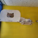 달빛냥살롱 이미지