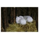 아기염소 이미지