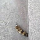 꼬리 이미지