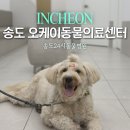 송도 24시 오케이동물병원 | 송도24시동물병원 오케이동물의료센터 골든두들 건강검진