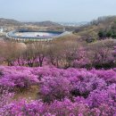 [3편] 2024년4월4일 목요일 부천원미산 진달래축제장을 다녀와서! 이미지