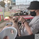 59독 | 부산 명지동 넓은 강아지 운동장을 보유한 애견카페 59독 방문 후기