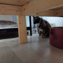 Dear My Pet 네이버블로그