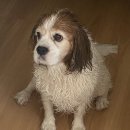 퍼스동물병원 이미지