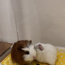 달빛 햄스터리 서울점 이미지