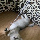 춘삼댁 이미지