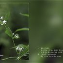 꽃눈 / 김윤배 이미지