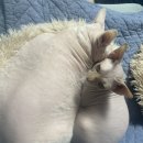 냥이는꿀꿀 이미지