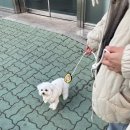 뽀송강아지 | 강아지 눈물자국 영양제 후기, 푸들 눈물 벗어나 뽀송한 지금