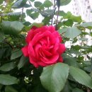 경서동 쑥공원 이미지