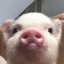 토브돈까츠 이미지