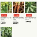 식 천 네이버블로그