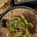 마리아A+ 이미지